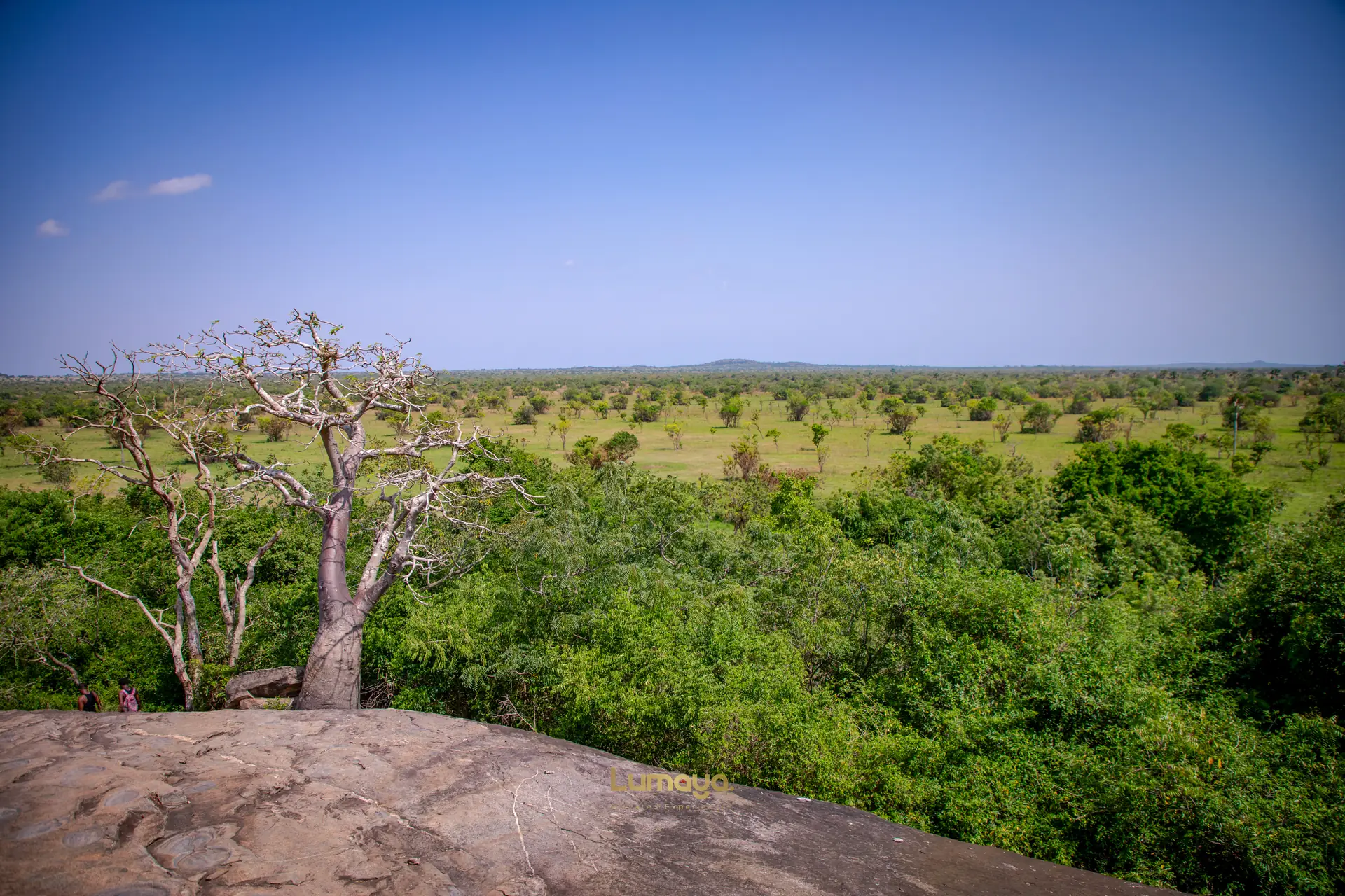 Baobabs across the open savannah