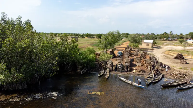 Where the river meets the mangrove