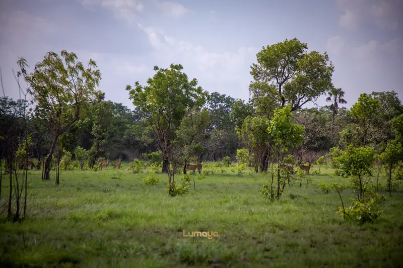 Open grassland after the rains