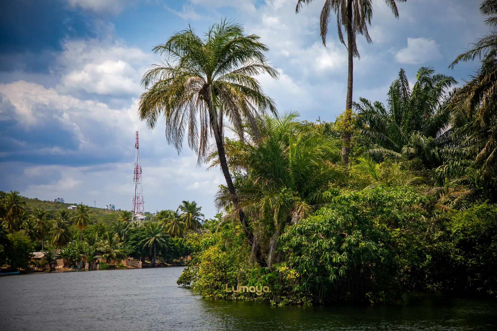 Palms along the shoreline of the Volta Lake
